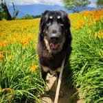 Freya, the Tibetan Mastiff's profile picture