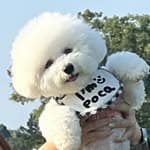 波卡ᴾᵒᶜᵃ(bichon)'s profile picture