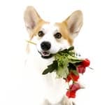 Kyouren corgi's profile picture