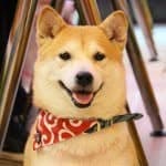 Hachi's profile picture