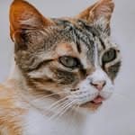 Cat Centra's profile picture