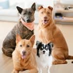 Simba, Bill, Creamy & Brownie's profile picture