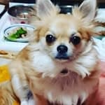 チビおじ🐕's profile picture