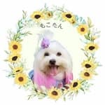 🐶もこたん🐶's profile picture