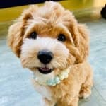 Whisky-威士忌 maltipoo's profile picture