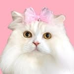 Kin ＊もふもふ金さん＊ Kawaii Cat  猫's profile picture