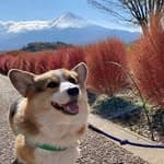 Corgi Bodhi｜台灣狗狗在日本's profile picture