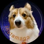 inutamago_corgi蛋蛋追星中's profile picture