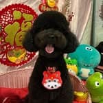 挑嘴噗哆 Finicky Poodle's profile picture