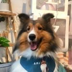 ARi／喜樂蒂 Shetland sheepdog's profile picture