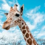 giraffe's profile picture