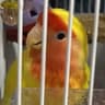 profile