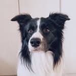 邊境牧羊犬 - Parker's profile picture