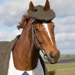 TuxedoHorse's profile picture