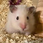 Gebirgsjäger Hamster's profile picture