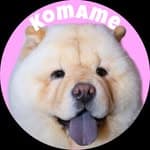 チャウチャウ犬 こまめ's profile picture