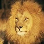 ASLAN's profile picture