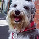 Negan Schnauzer's profile picture