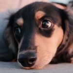 Öli the dachshund baby🐾's profile picture