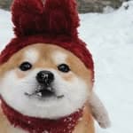 加有柴狗｜Shiba in Canada's profile picture