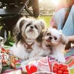 Shihtzu-球球隆隆緣緣's profile picture