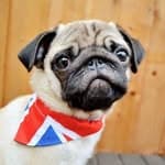 UK Pug Teacher's profile picture