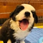 mini_aussie_champs's profile picture