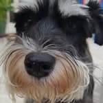 elvis the schnauzer king👑's profile picture