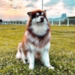 金寶Kimbo-阿拉斯加雪撬犬's profile picture