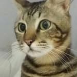 Felinomancy's profile picture