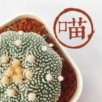 喵王的多肉陽台's profile picture