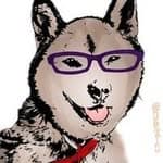 洋介犬（ヨウスケン）'s profile picture