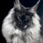 K.B.D Mainecoon 緬因貓舍's profile picture