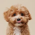 Peanut🥜🐻｜瑪爾泰迪Maltipoo's profile picture