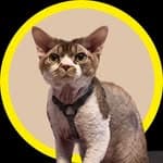 富貴這一家 Fu Gwai The Cat｜香港德文卷毛貓's profile picture