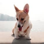 Corgi Micah コーギー．ミカ's profile picture