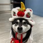 shiba_ken's profile picture