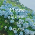 flowerbloomintravel's profile picture