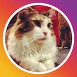 三毛猫's profile picture