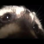 Taiwanese raccoon's profile picture