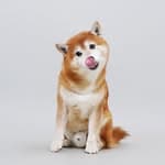 Shiba_Orange's profile picture