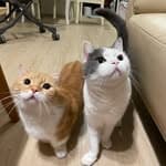 毛昕&毛馨 Pring Pring Cats's profile picture