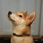 柴犬奧利 Ollie 🐾's profile picture