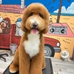 標準型貴賓犬-巨型貴賓-迪迪's profile picture