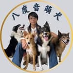 八度音萌犬-董董｜花式飛盤狗｜人狗共舞｜毛孩教育's profile picture