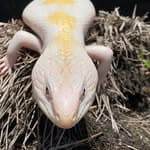 Blue Fantasy Reptiles's profile picture