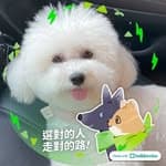 Bichon_Cuby's profile picture