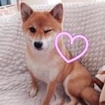 柴犬まめ's profile picture