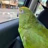 profile
