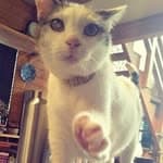 猫の昼寝代行屋's profile picture